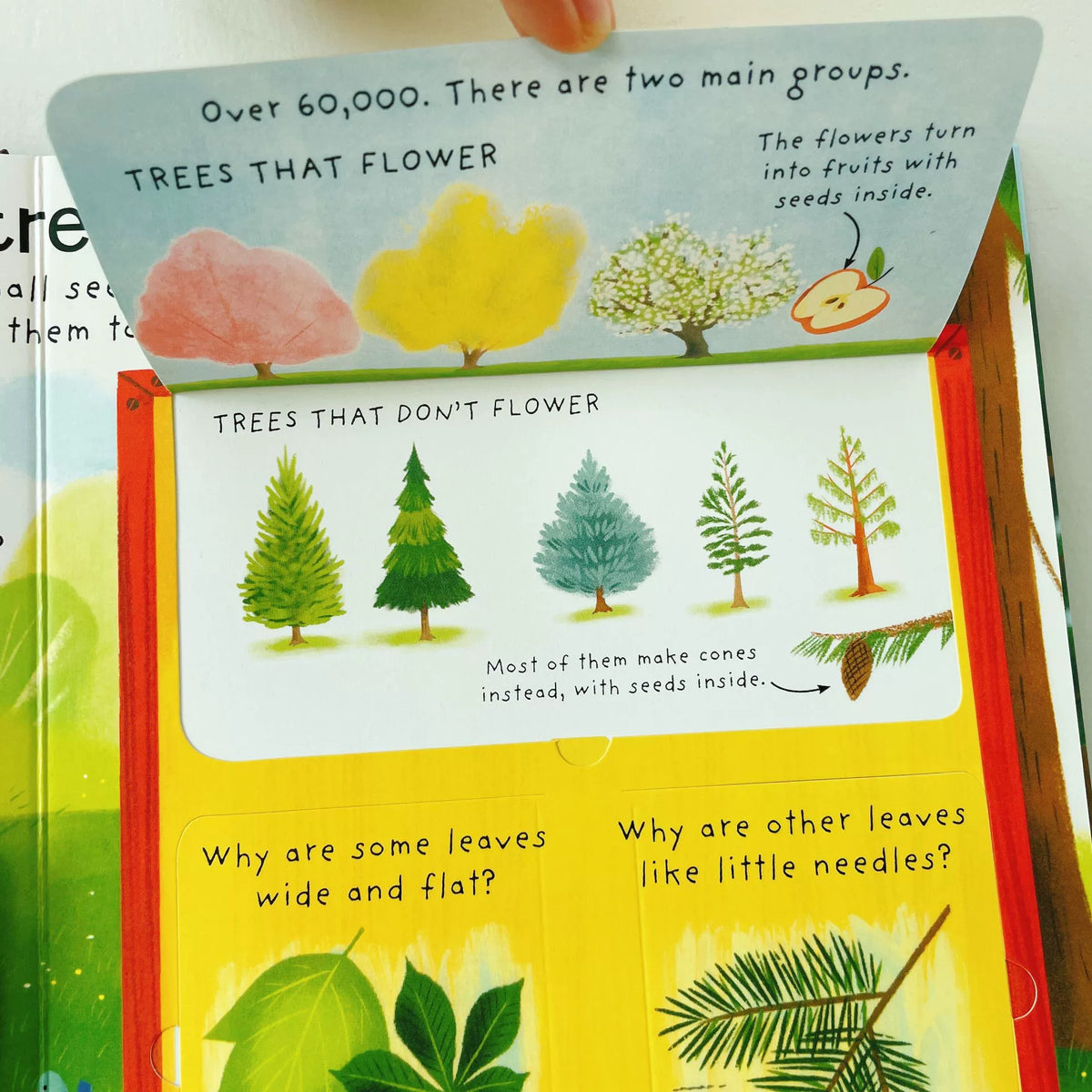 First Questions and Answers Why do we need trees? Usborne Lift the flap Children's Activity English Board Book